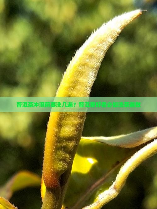 陈普洱茶要洗几遍茶