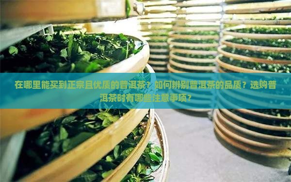 在哪能买到好的普洱茶