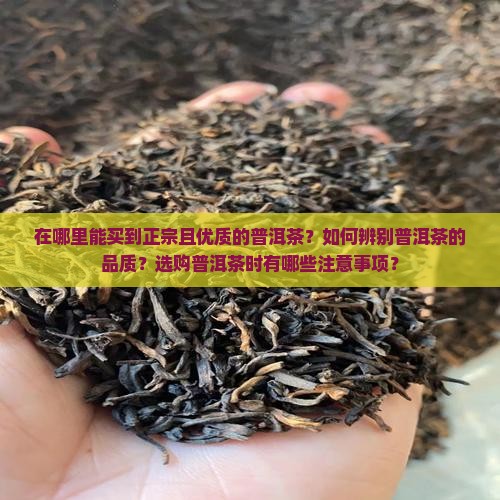 在哪能买到好的普洱茶