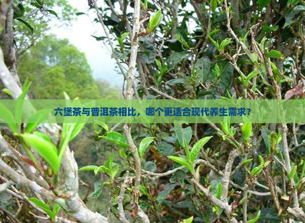 六堡茶和普洱茶那个好