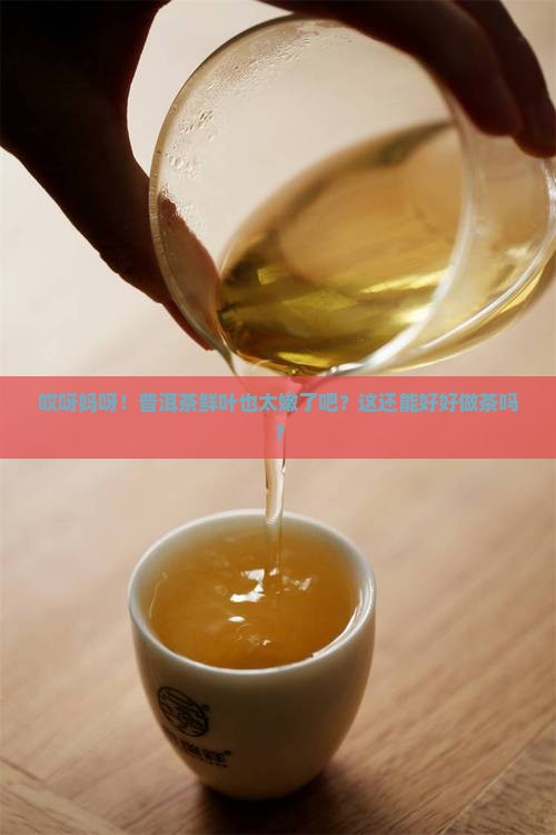 普洱茶鲜叶太嫩了