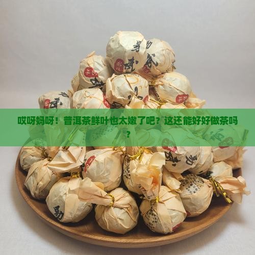 普洱茶鲜叶太嫩了
