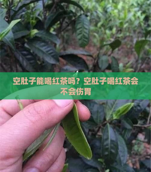空肚子能喝红茶