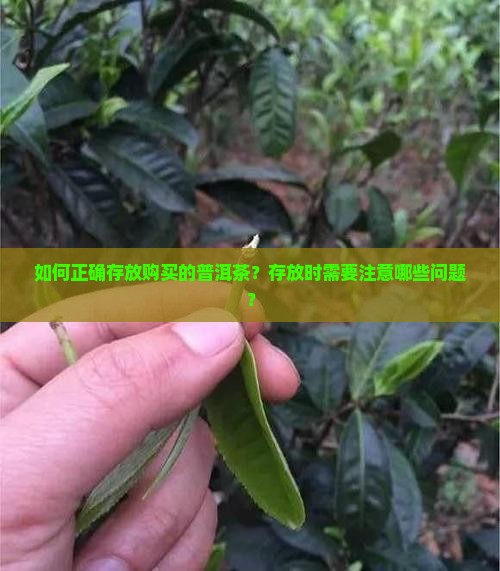 购买藏普洱茶怎么存放
