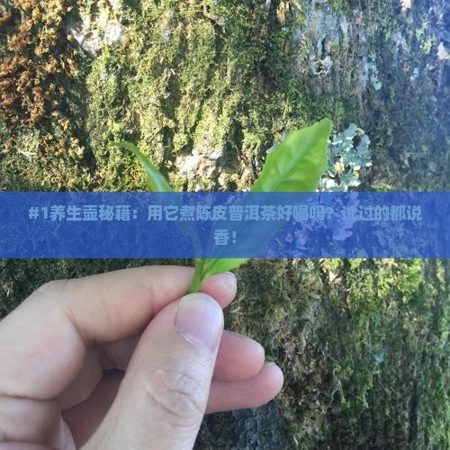 养生壶煮陈皮普洱茶