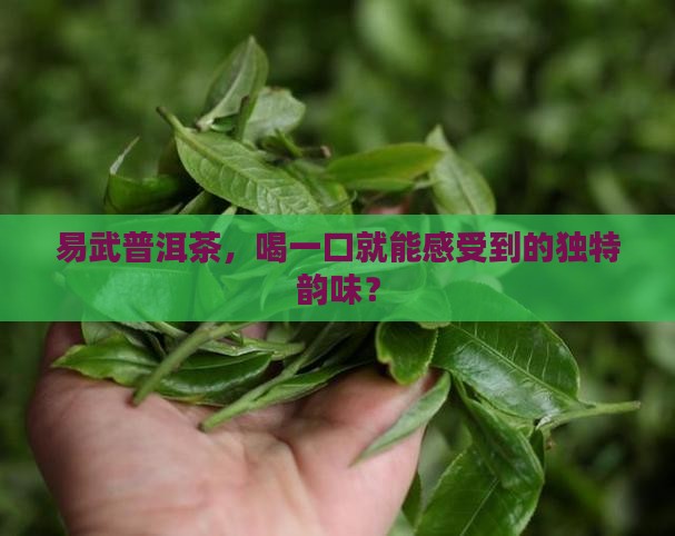 易武普洱茶品质特点