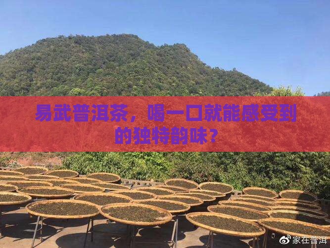 易武普洱茶品质特点
