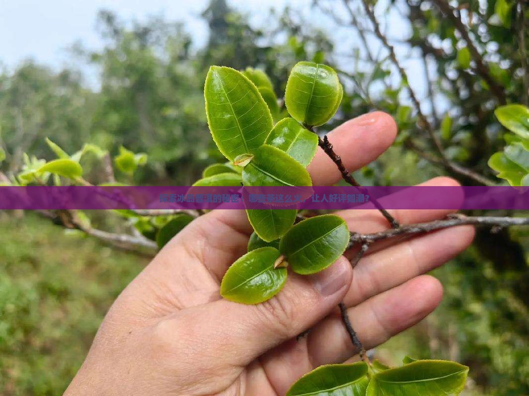 冰岛普洱茶好评排行榜
