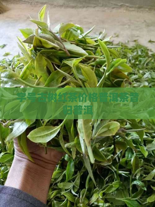 沛字号昔归古树红茶价格