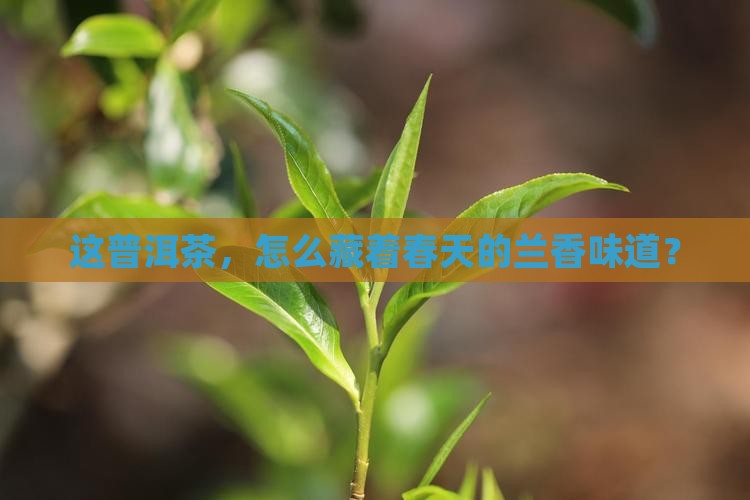 兰香气的普洱茶