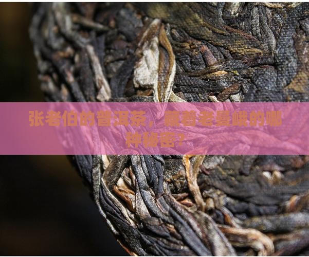 张老伯老曼峨普洱茶