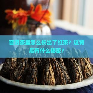 普洱茶上的红茶是什么
