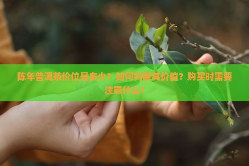 陈年普洱茶价位