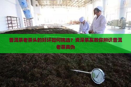 普洱茶老茶头怎么区分好坏