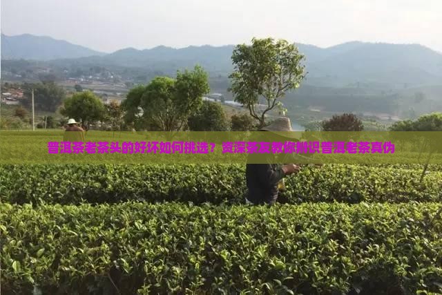 普洱茶老茶头怎么区分好坏