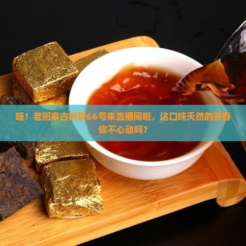 老班章古树茶66号直播