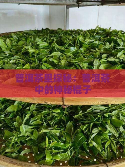 普洱茶中的棍子