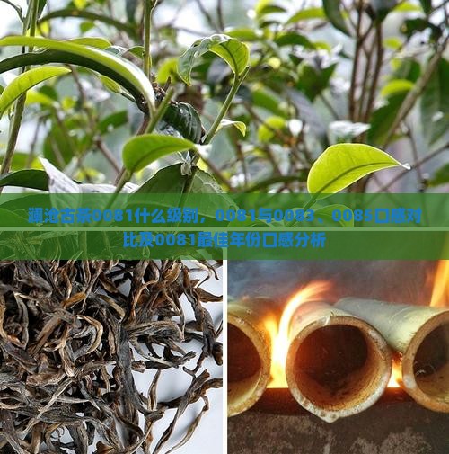 澜沧古茶0081什么级别