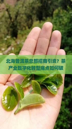 北海普洱茶总部招商引资