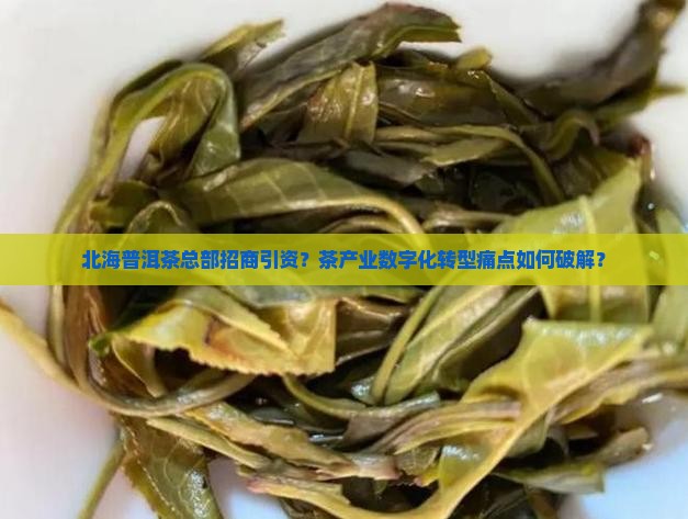 北海普洱茶总部招商引资