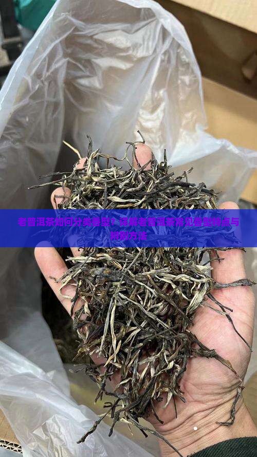 老普洱茶有几种香型