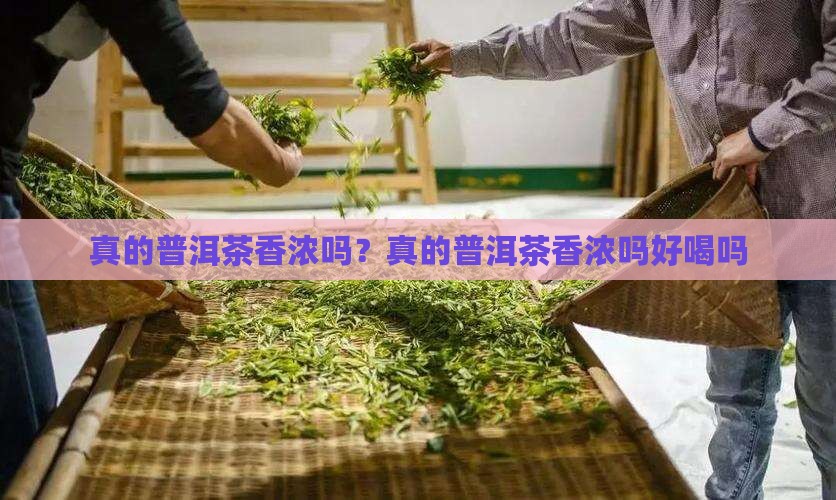 真的普洱茶香浓吗