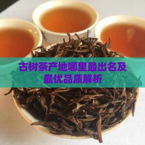 古树茶产地哪里