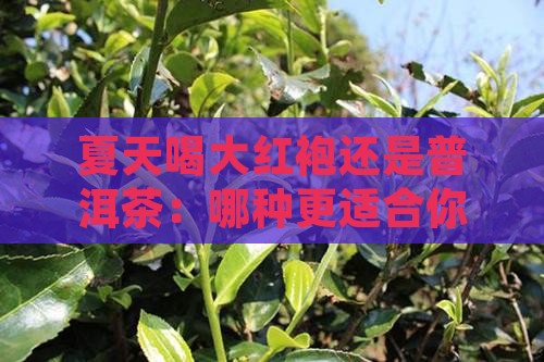 夏天喝大红袍还是普洱