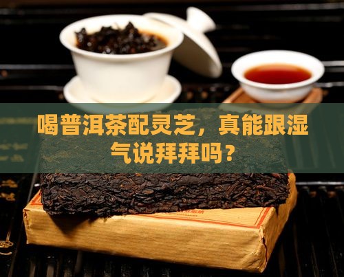 普洱茶灵芝祛湿