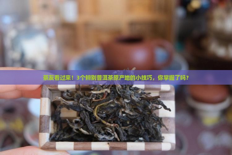 普洱茶原产地好茶分享
