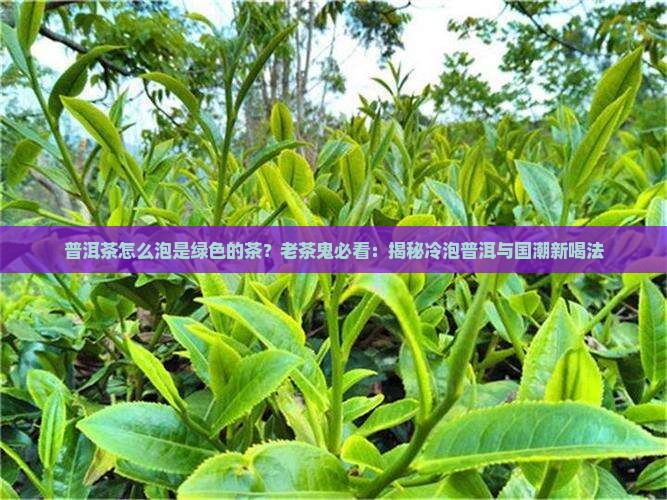 普洱茶怎么泡是绿色的茶