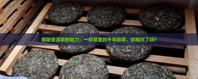 普洱茶全面介绍
