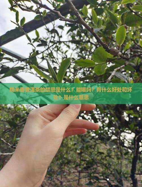 糯米香普洱茶的禁忌是什么