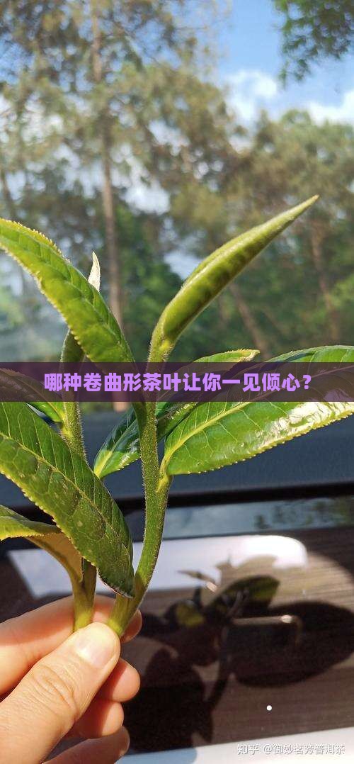 卷曲形茶叶的代表