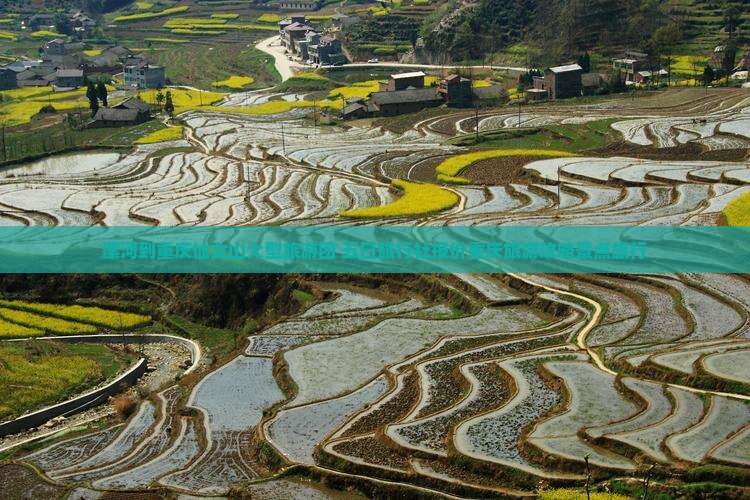 漯河到重庆仙女山大型旅游团 五日旅行社报价重庆旅游攻略景点旅行