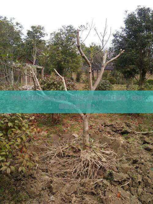 肇庆去重庆长江索道景点