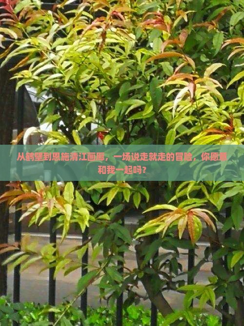 从鹤壁到恩施清江画廊，一场说走就走的冒险，你愿意和我一起吗？