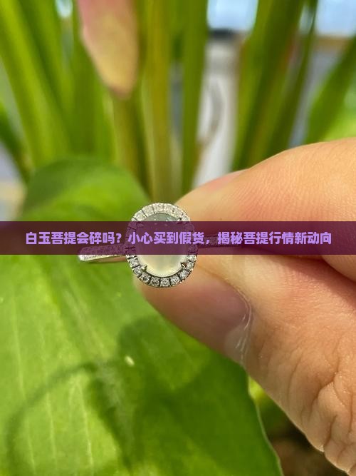 白玉菩提会碎吗？小心买到假货，揭秘菩提行情新动向