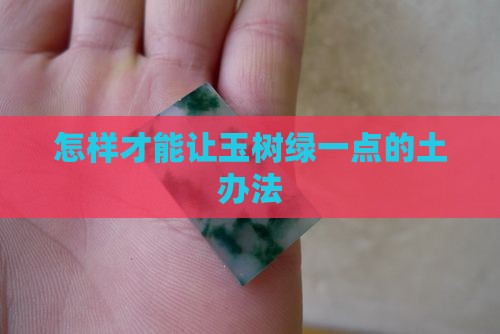 怎样才能让玉树绿一点的土办法