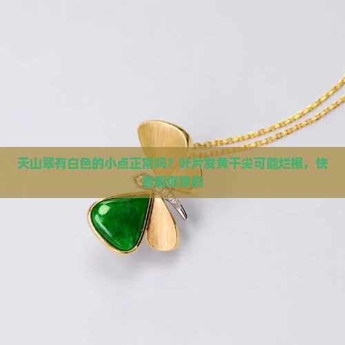 天山翠有白色的小点正常吗？叶片发黄干尖可能烂根，快看看你家的