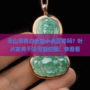 天山翠有白色的小点正常吗？叶片发黄干尖可能烂根，快看看你家的