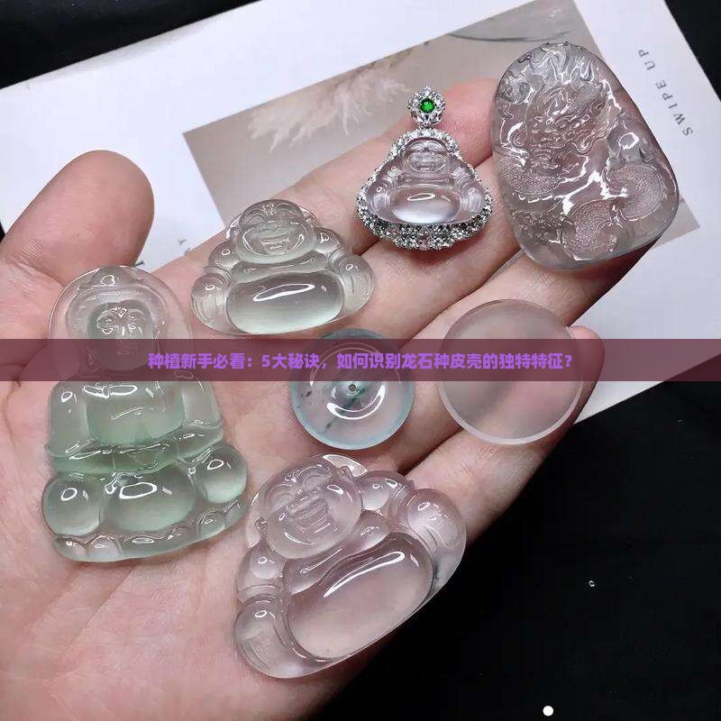 种植新手必看：5大秘诀，如何识别龙石种皮壳的独特特征？