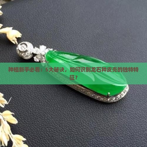 种植新手必看：5大秘诀，如何识别龙石种皮壳的独特特征？