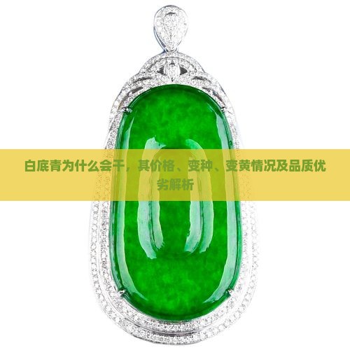 白底青为什么会干，其价格、变种、变黄情况及品质优劣解析