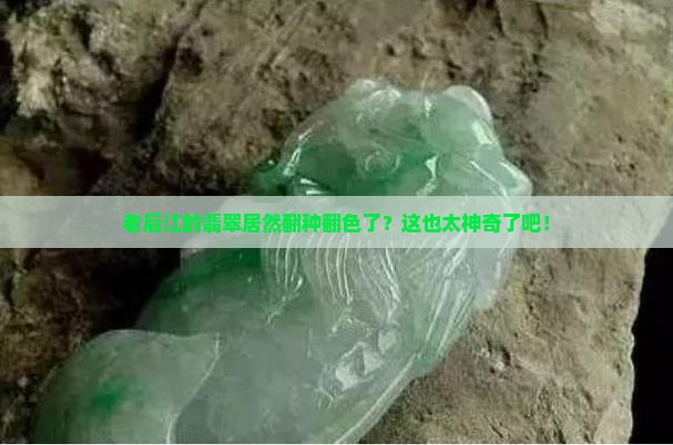 老后江翡翠翻种翻色