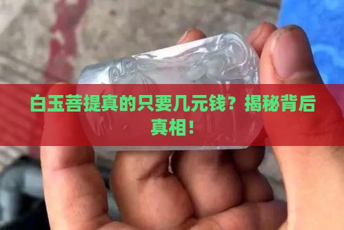 白玉菩提几元钱是真的吗