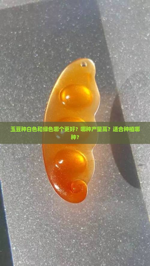 玉豆种白色还是绿色好