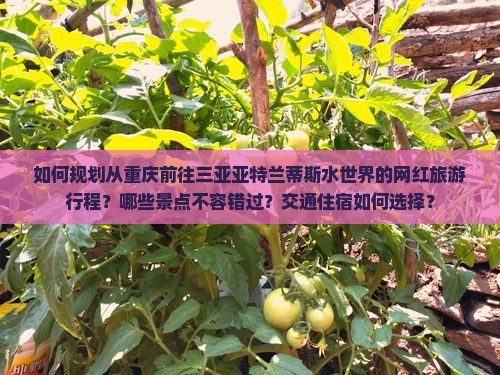如何规划从重庆前往三亚亚特兰蒂斯水世界的网红旅游行程？哪些景点不容错过？交通住宿如何选择？