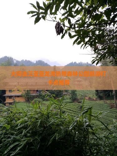 大同去三亚亚龙湾热带森林公园旅游打卡点