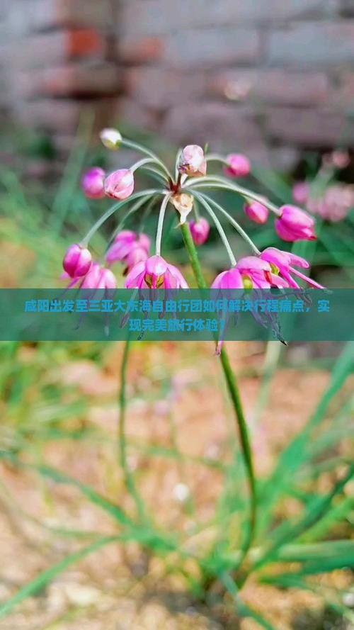 咸阳去三亚大东海自由团